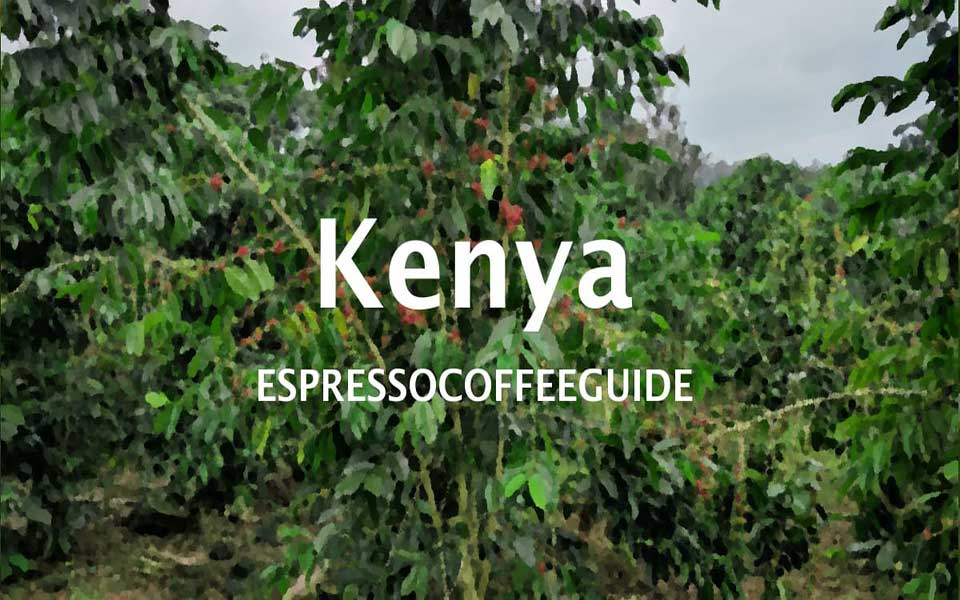 ۷ واقعیت که لازم است درباره قهوه کنیا بدانید