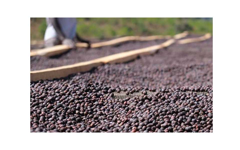 مراحل فرآوری - قهوه کنیا