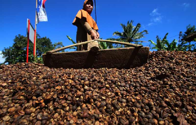 خرید دانه قهوه روبوستا در جهان + قهوه سیراف