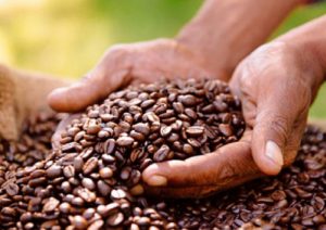 انواع قهوه کاستاریکا