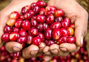 خرید آنلاین قهوه هندوراس
