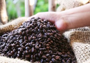 قیمت استثنایی قهوه جاوه