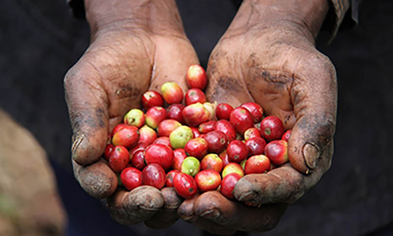 فروش قهوه تانزانیا