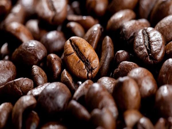 قیمت روز قهوه پی بی روبوستا هند
