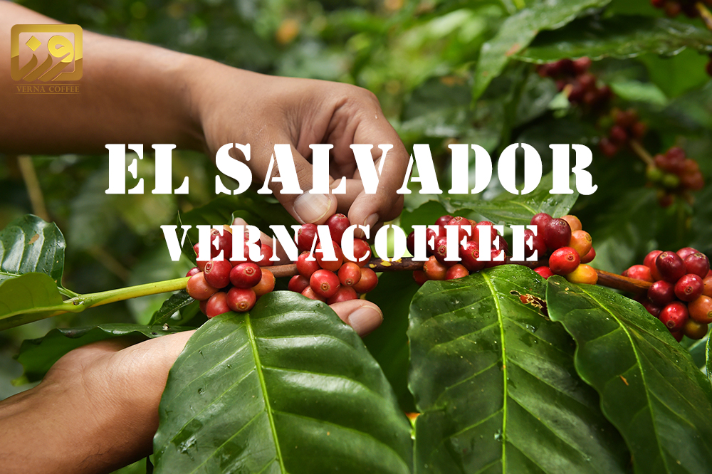 قهوه السالوادور