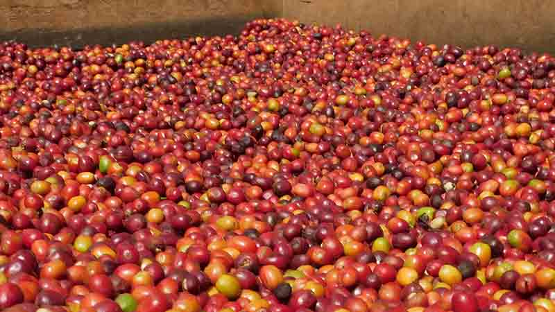 قهوه اوگاندا روبوستا