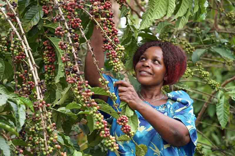 تاریخچه قهوه عربیکا اوگاندا - قهوه سیراف