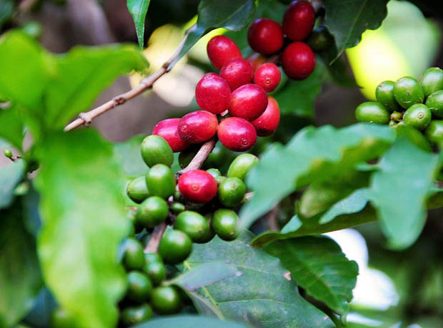 قهوه عربیکا تانزانیا