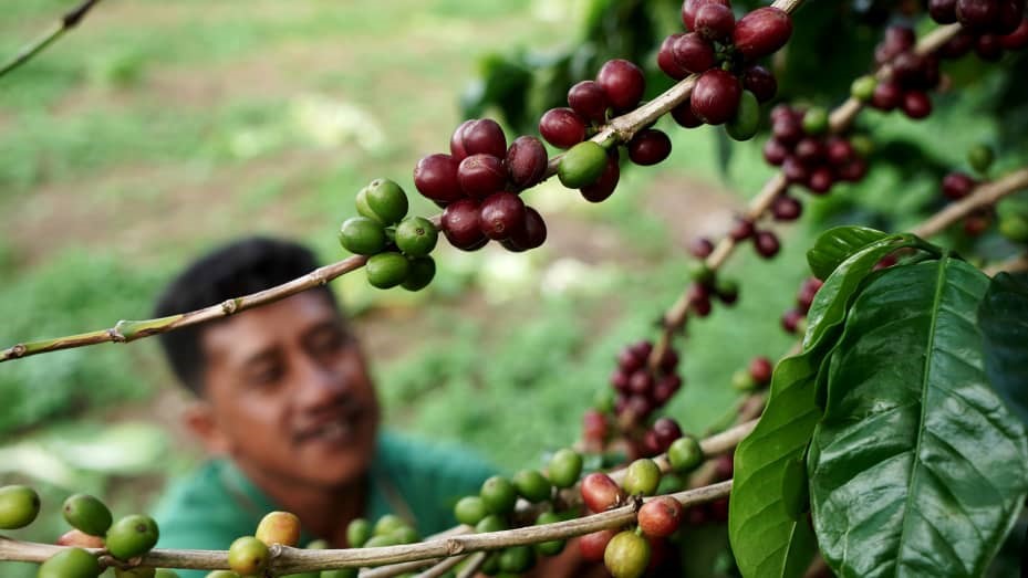 قهوه چگونه به اندونزی رسید؟