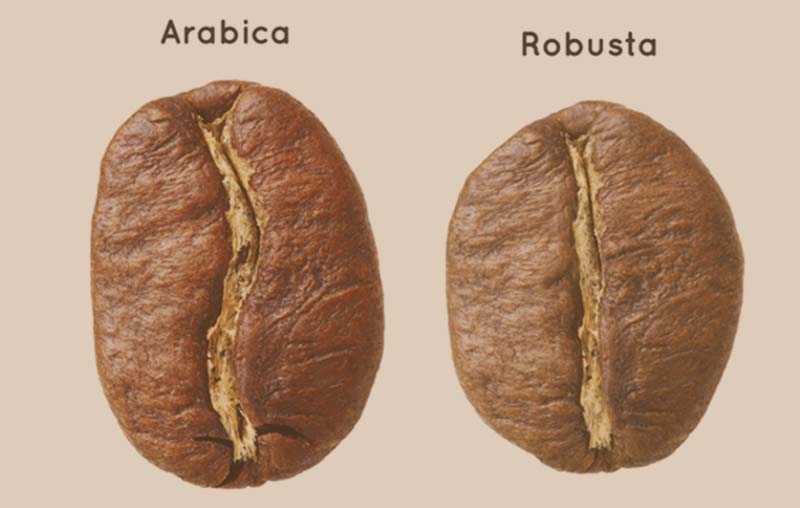 تفاوت های قهوه عربیکا و قهوه روبوستا