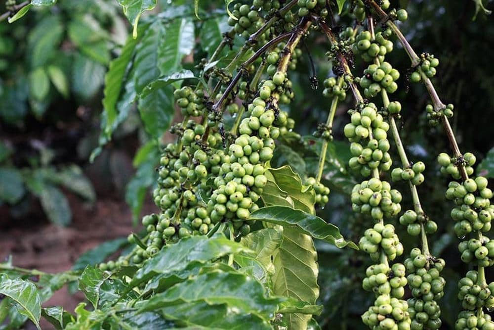 بهترین مناطق قهوه در زامبیا