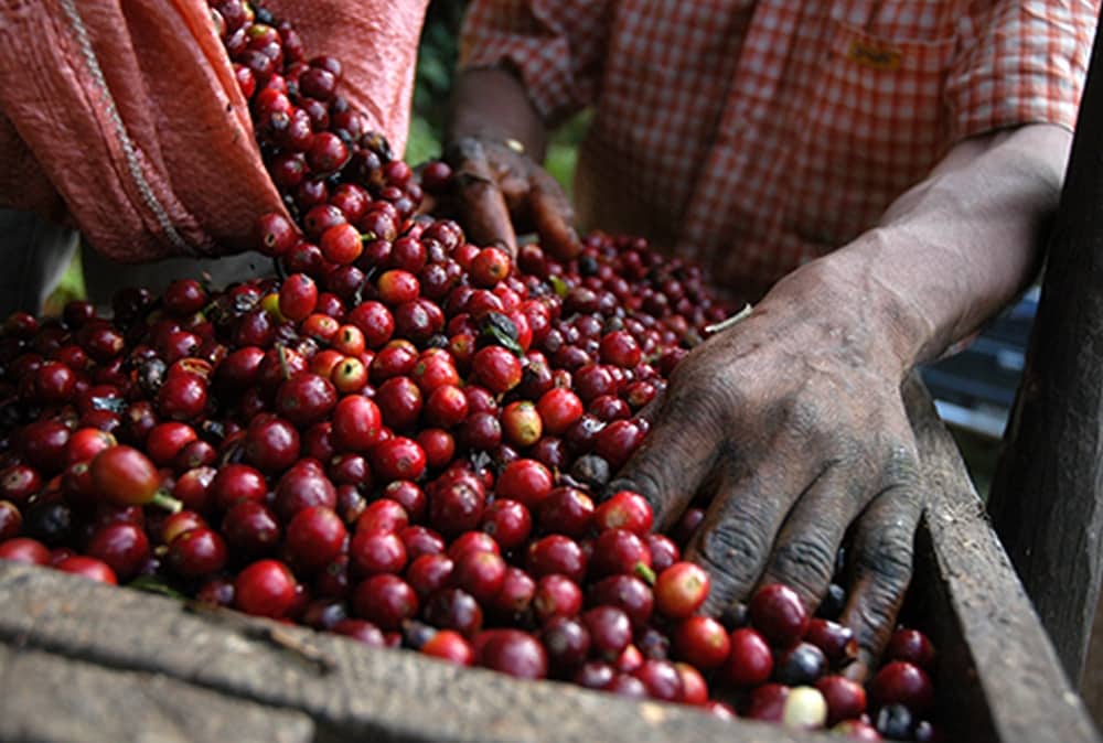 کشت قهوه در زامبیا