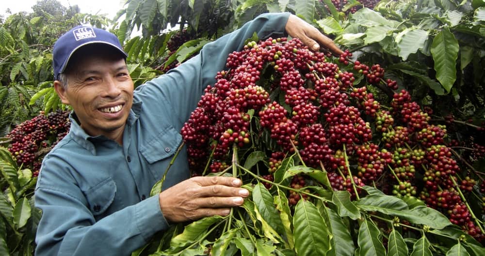 قهوه ویتنام چیست