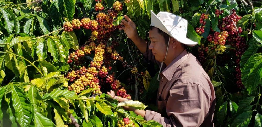 معرفی قهوه ویتنام