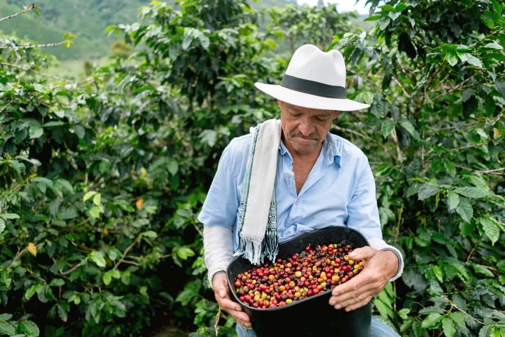 رست قهوه در کلمبیا