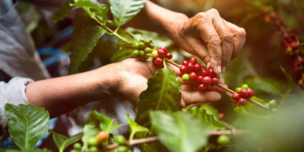 محبوبیت قهوه کلمبیا