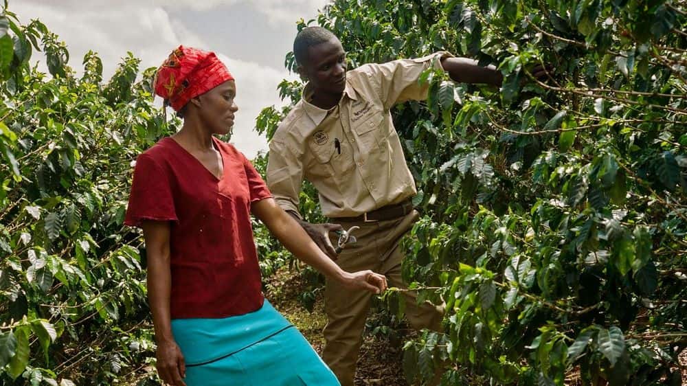 فرهنگ قهوه زیمباوه