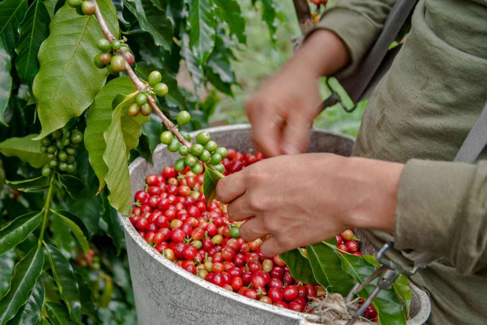 کاشت درخت قهوه