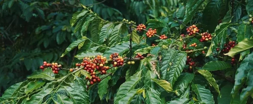 قهوه تیپیکا