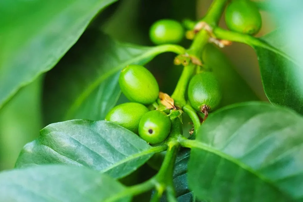مراقبت‌های بعد از کاشت گیاه قهوه