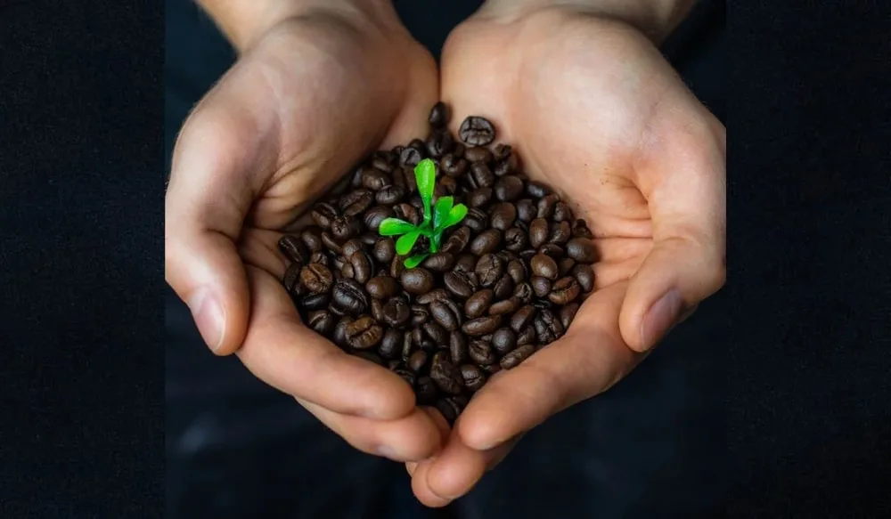 انواع گیاه قهوه