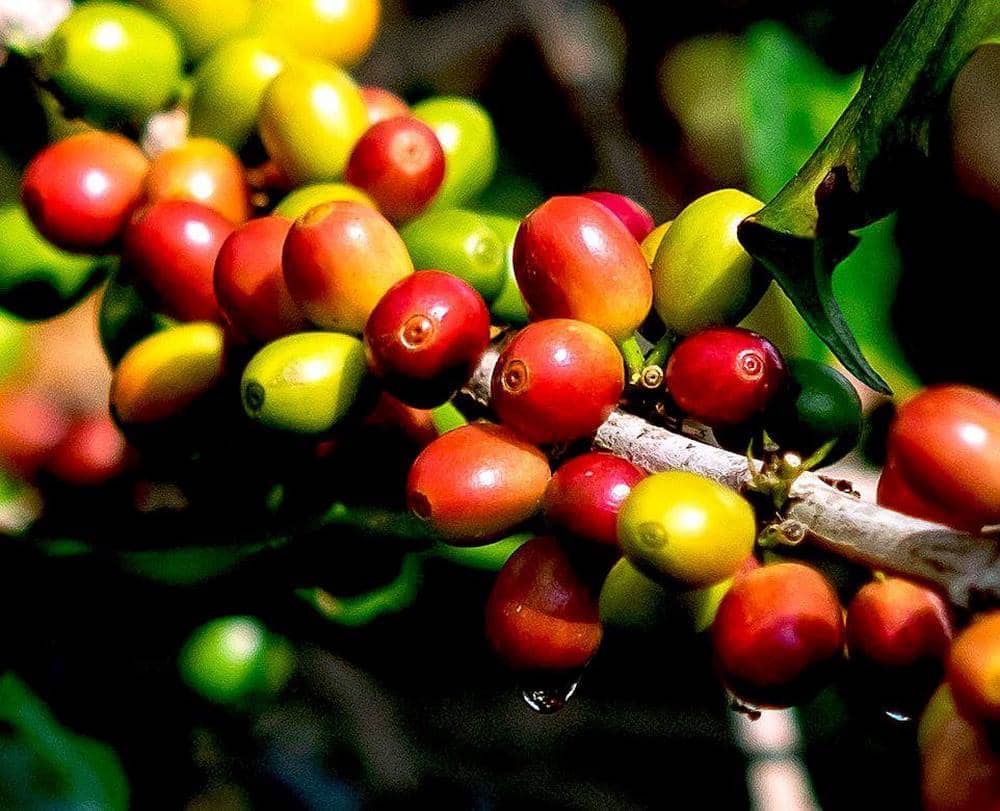 قهوه تیپیکا چیست