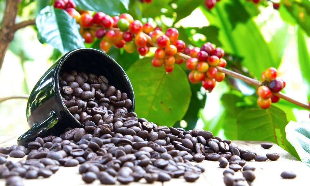 خرید قهوه اصلی عربیکا