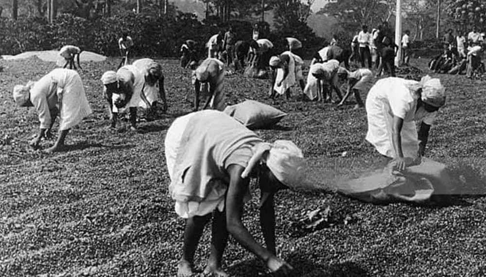 تاریخچه قهوه آنگولا